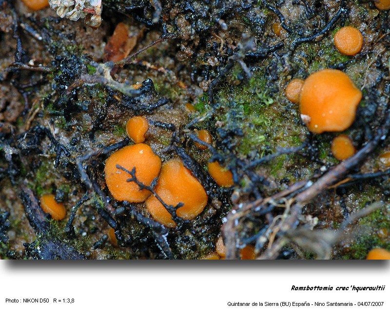 Ramsbottomia crec hqueraultii (H. Crouan & P. C) Benkert #2012
