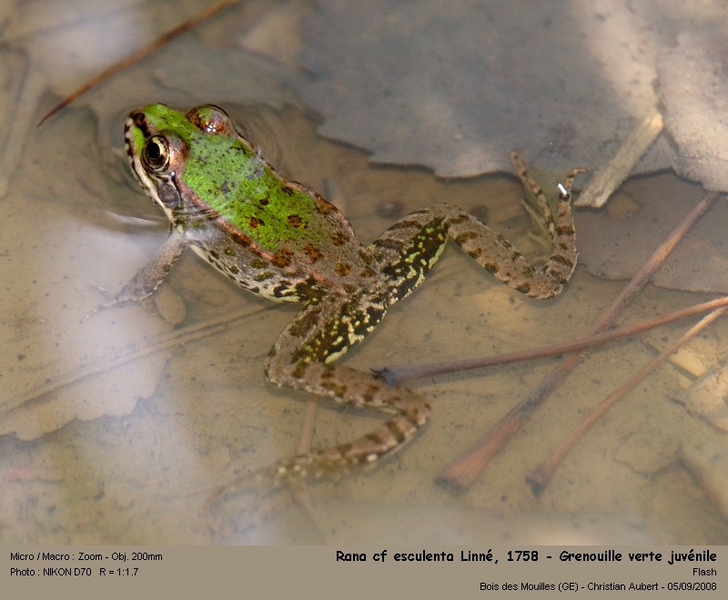 Rana cf esculenta Linné 1758 – Grenouille verte juvénile #5403
