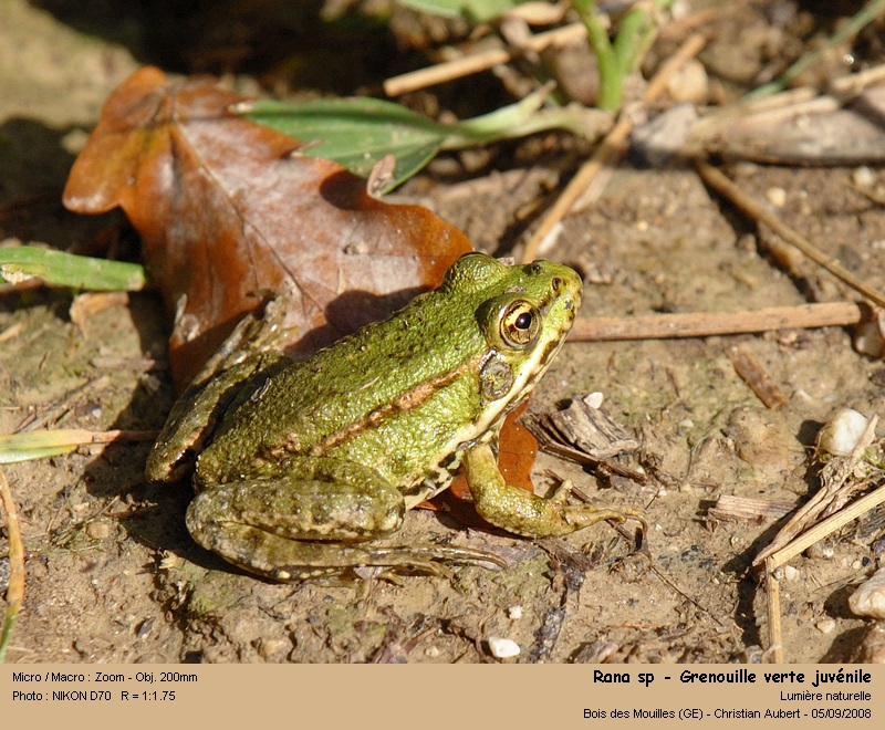 Rana cf esculenta Linné 1758 – Grenouille verte juvénile #5405