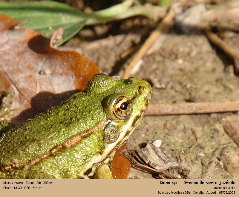 Rana cf esculenta Linné 1758 – Grenouille verte juvénile #5406