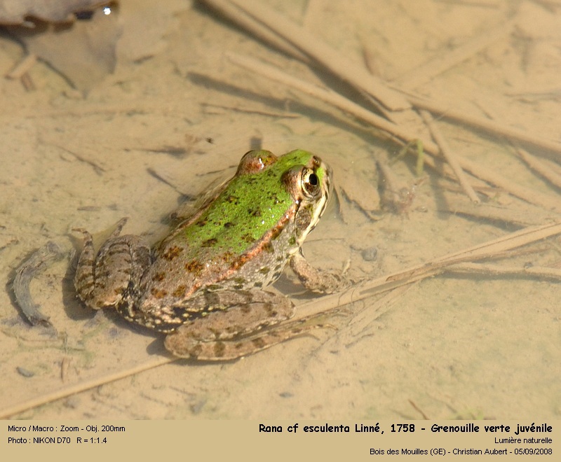Rana cf esculenta Linné 1758 – Grenouille verte juvénile #5404