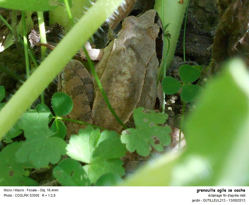 Rana dalmatica - Grenouille agile #33315