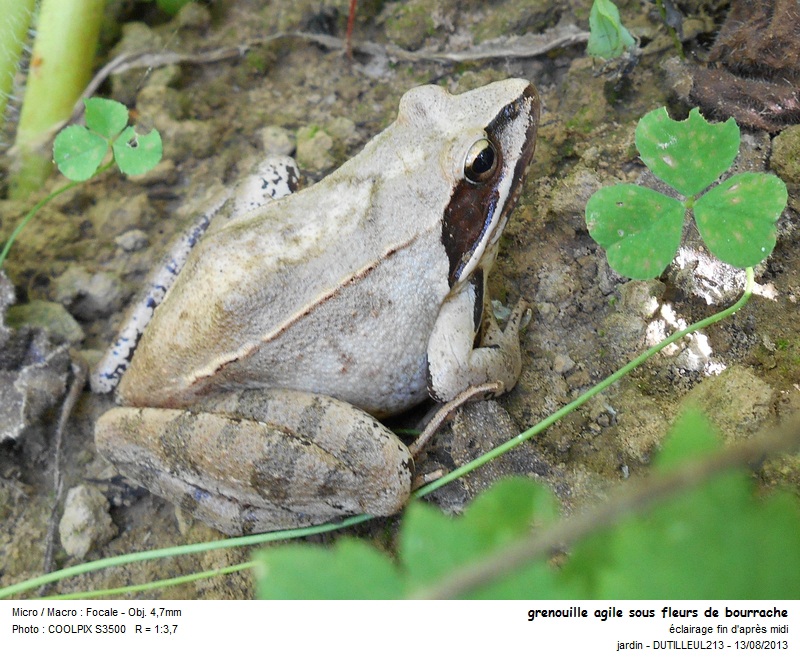 Rana dalmatica - Grenouille agile #33317
