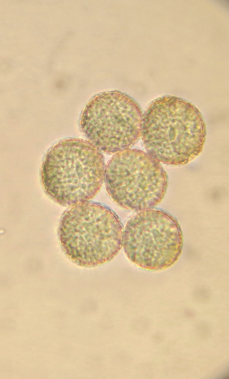 Ranunculus acris - renoncule #31438
