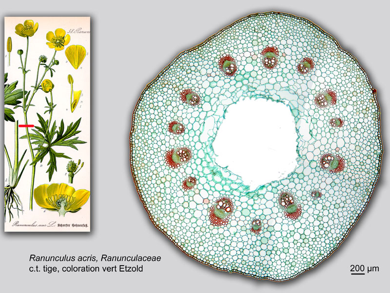 Ranunculus acris, histologie, histology. #21857