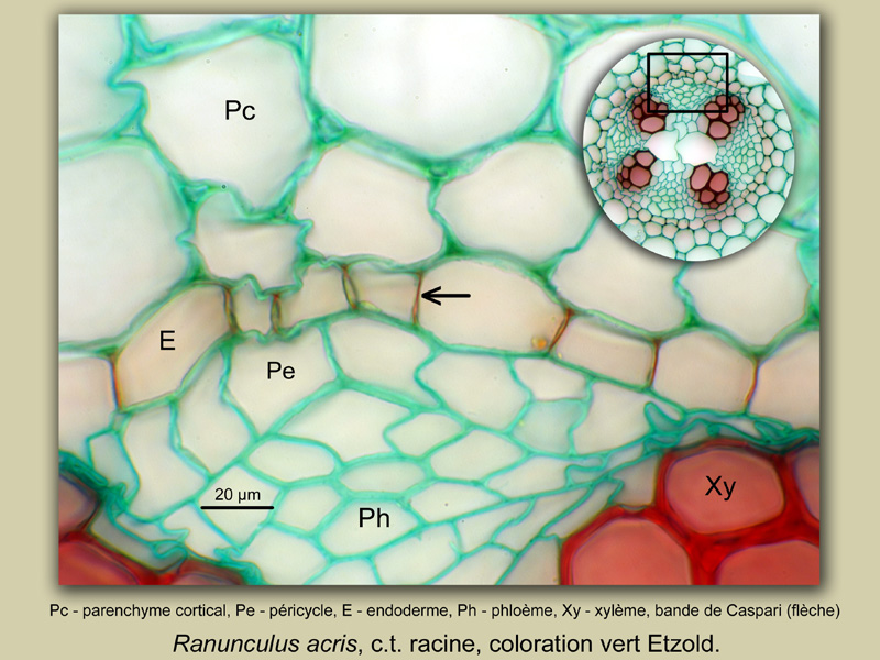 Ranunculus acris, histologie, histology. #21860