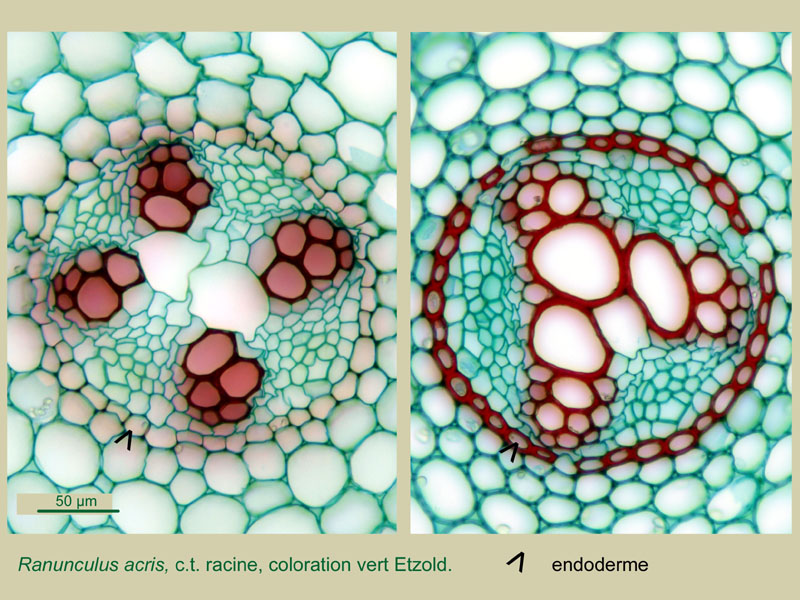 Ranunculus acris, histologie, histology. #21859