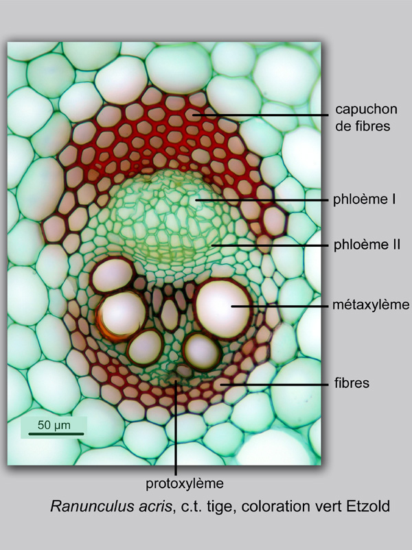 Ranunculus acris, histologie, histology. #21858