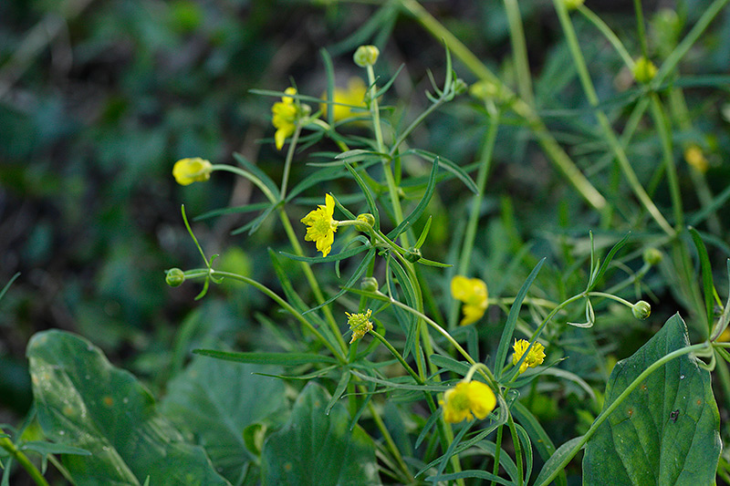 Ranunculus auricomus L. #30654