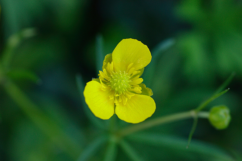 Ranunculus auricomus L. #30651