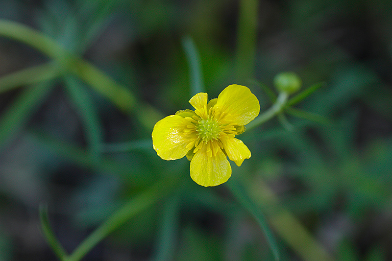 Ranunculus auricomus L. #30652