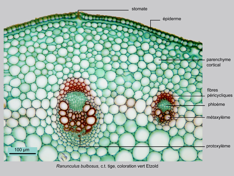 Ranunculus bulbosus, histologie, histology. #21814