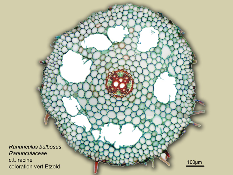 Ranunculus bulbosus, histologie, histology. #21815
