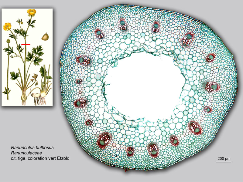 Ranunculus bulbosus, histologie, histology. #21813