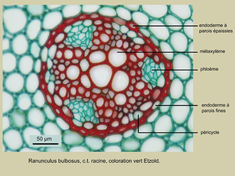 Ranunculus bulbosus, histologie, histology. #21816