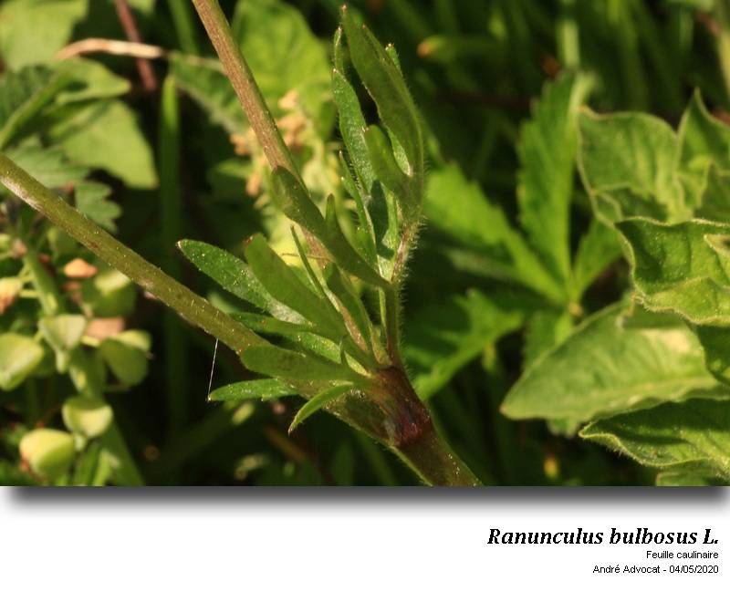 Ranunculus bulbosus L. #63424