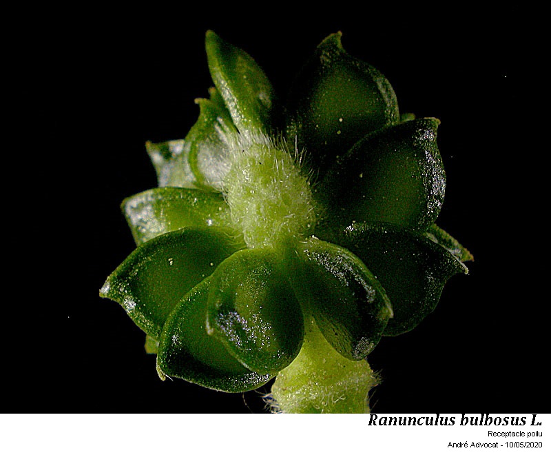 Ranunculus bulbosus L. #63421