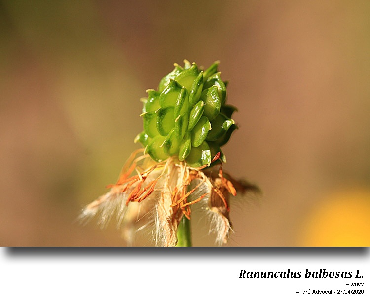 Ranunculus bulbosus L. #63420