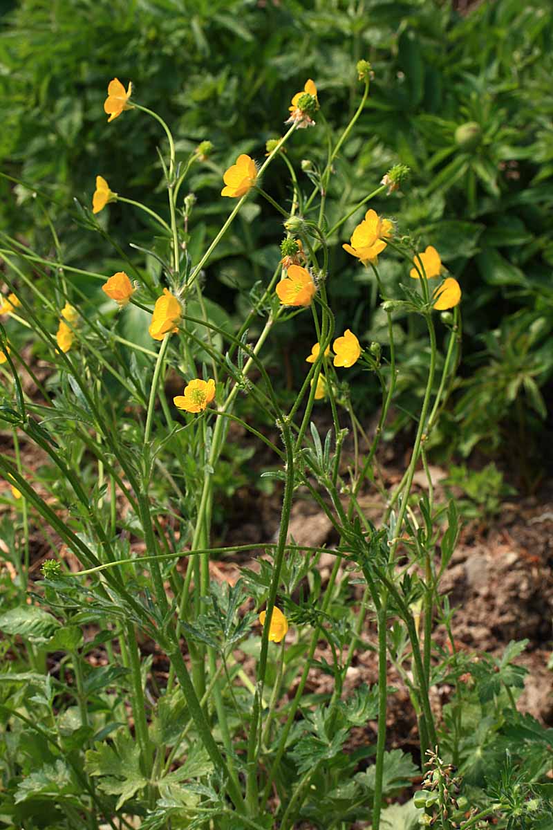 Ranunculus bulbosus L. #63409