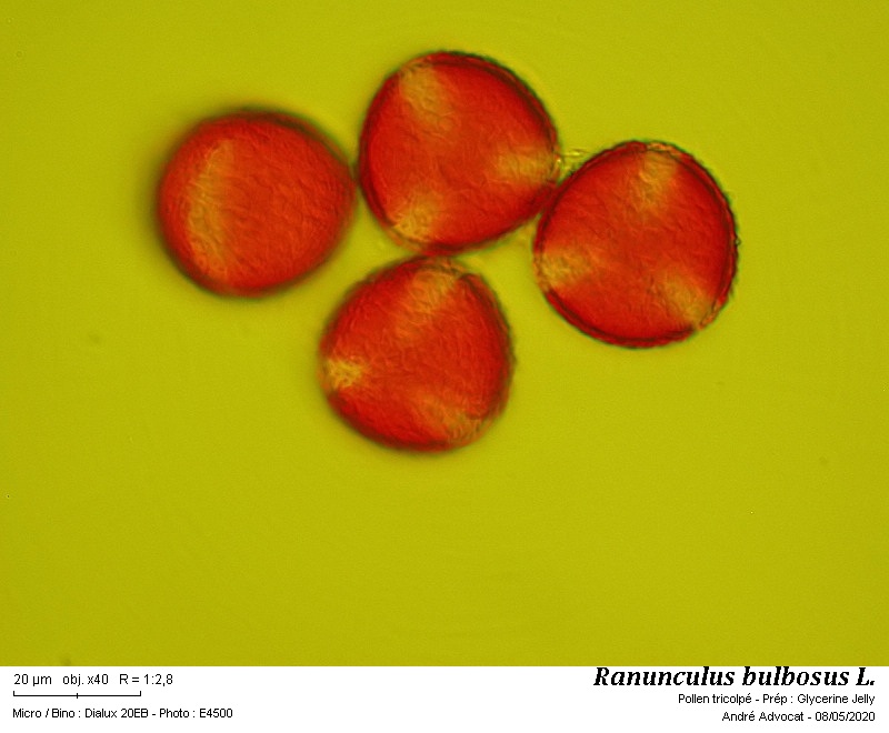 Ranunculus bulbosus L. #63410