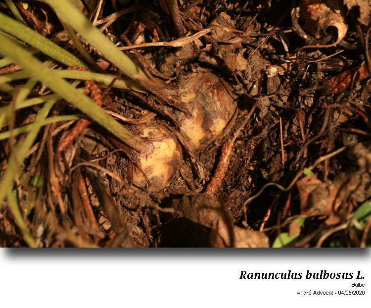 Ranunculus bulbosus L. #63425