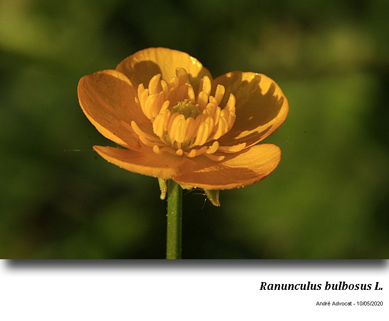 Ranunculus bulbosus L. #63419