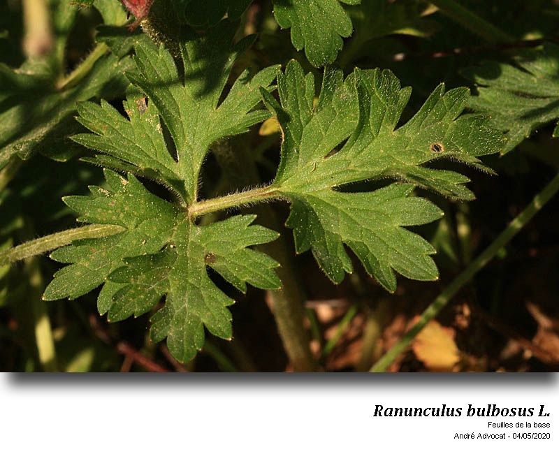 Ranunculus bulbosus L. #63423