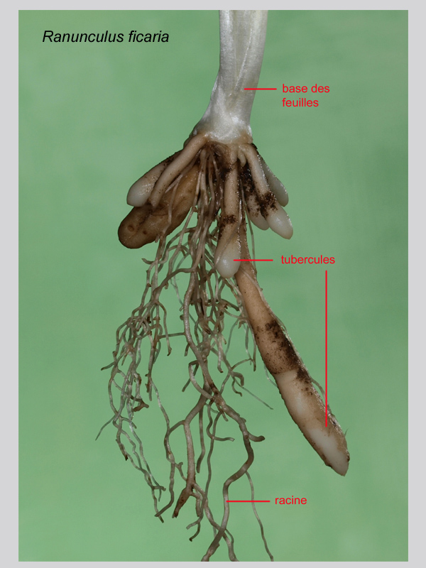 Ranunculus ficaria suite, histologie, histology. #20989