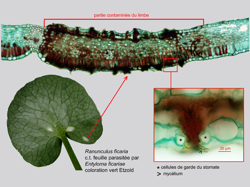 Ranunculus ficaria, histologie, histology. #20829