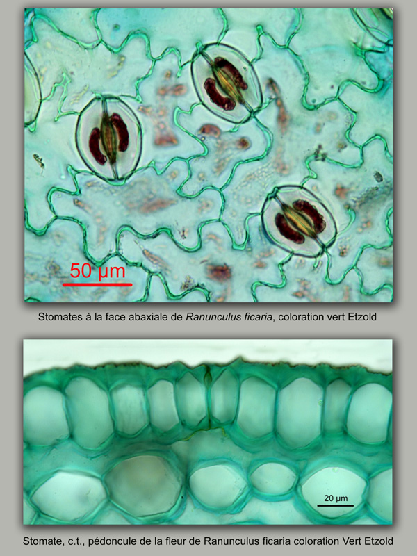Ranunculus ficaria, histologie, histology. #20832