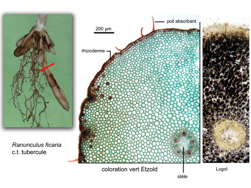 Ranunculus ficaria suite, histologie, histology. #20991