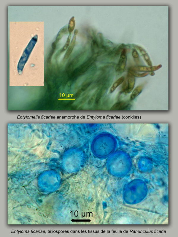 Ranunculus ficaria, histologie, histology. #20830
