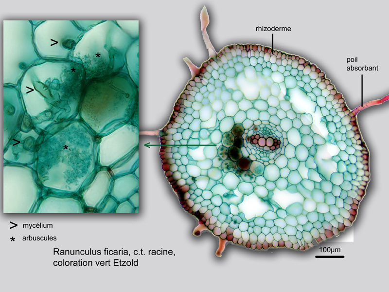 Ranunculus ficaria suite, histologie, histology. #20990