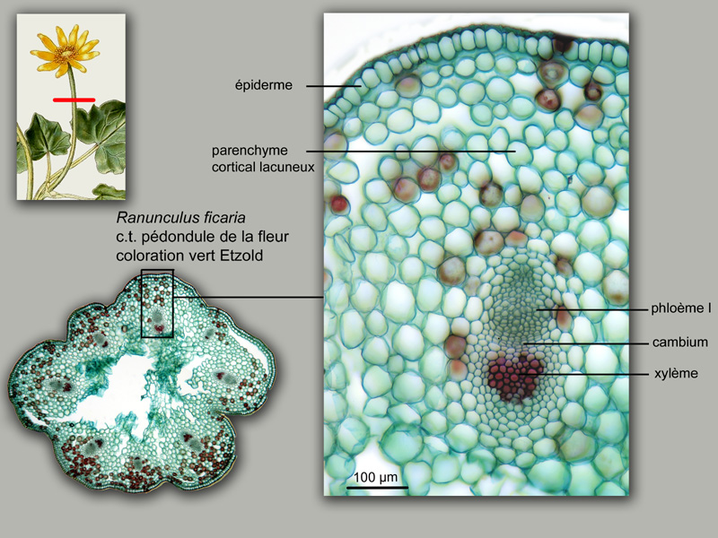 Ranunculus ficaria, histologie, histology. #20831