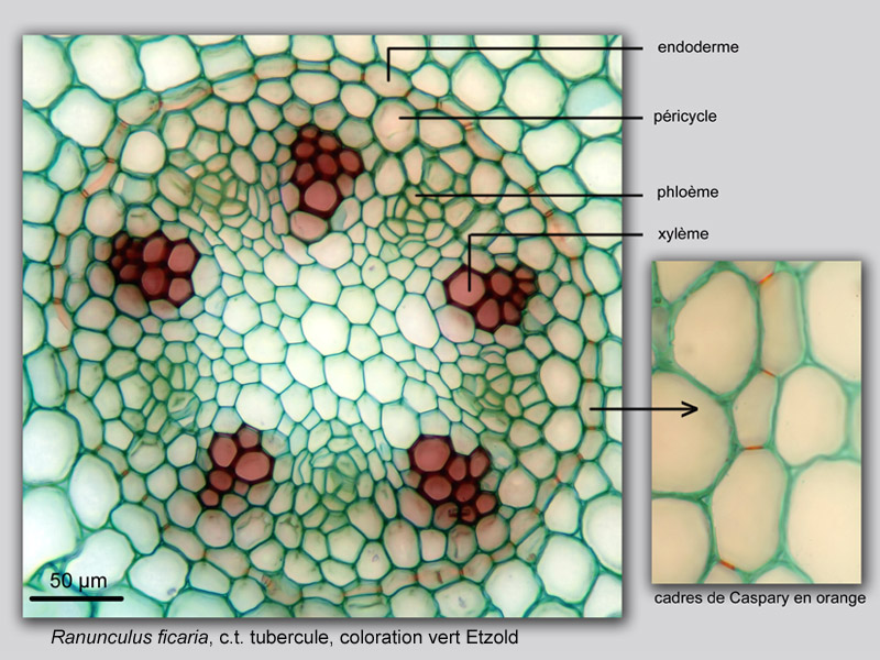 Ranunculus ficaria suite, histologie, histology. #20992