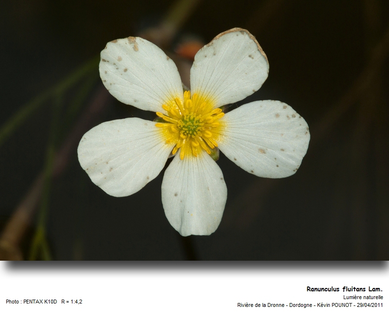 Ranunculus fluitans Lam. #21972