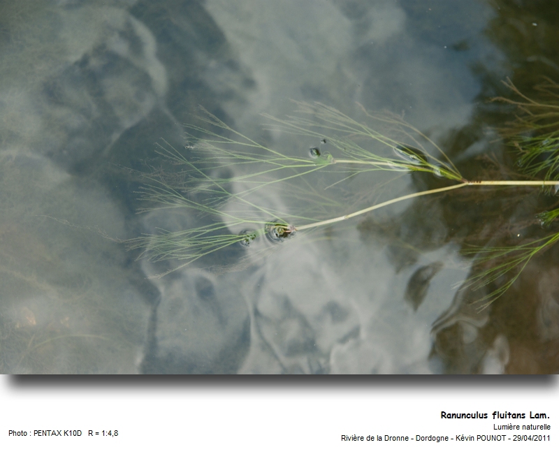 Ranunculus fluitans Lam. #21971