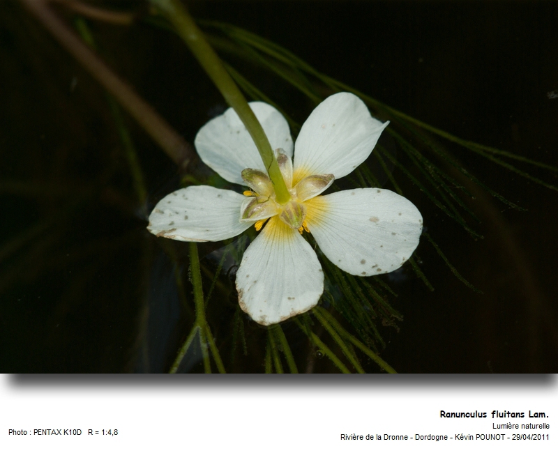 Ranunculus fluitans Lam. #21973
