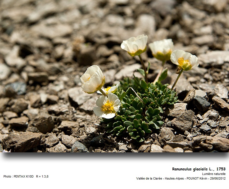 Ranunculus glacialis L., 1753 - Renoncule des Glaciers #27610