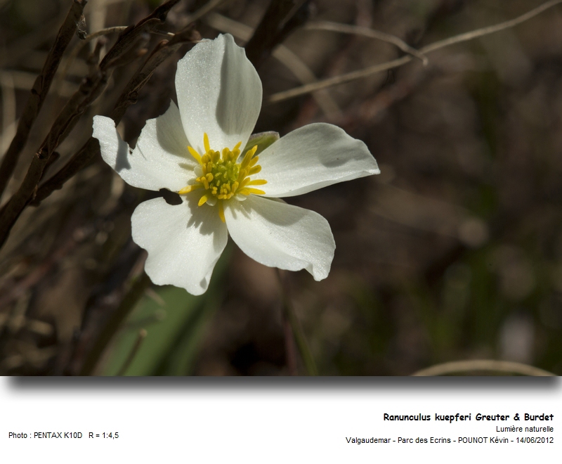 Ranunculus kuepferi Greuter & Burdet #27395