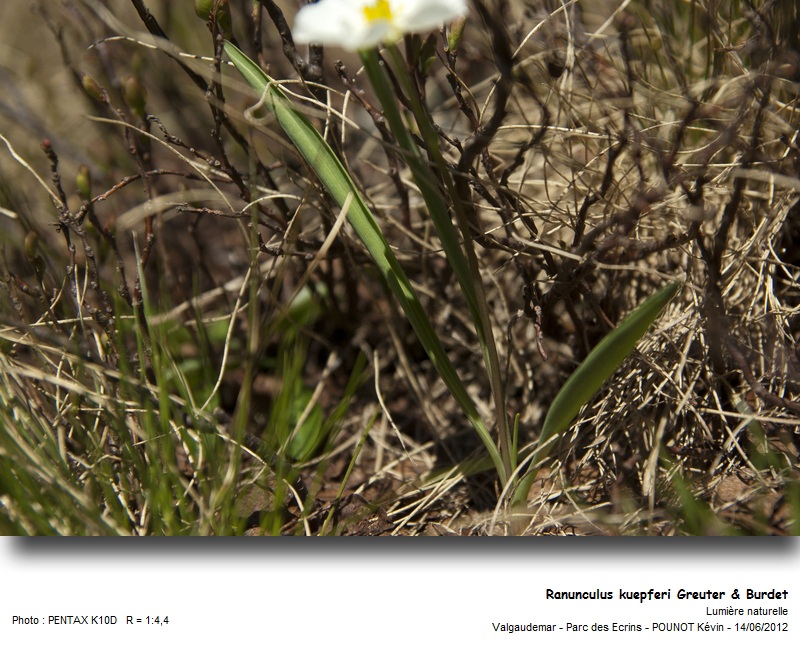 Ranunculus kuepferi Greuter & Burdet #27394