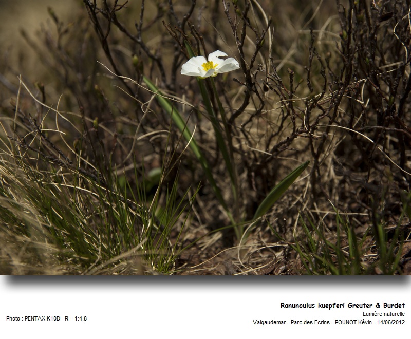 Ranunculus kuepferi Greuter & Burdet #27393