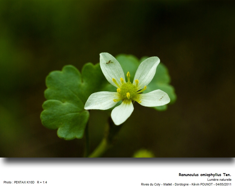 Ranunculus omiophyllus Ten. #22075