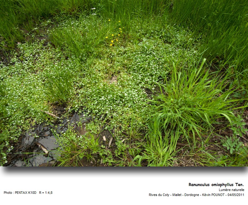 Ranunculus omiophyllus Ten. #22073