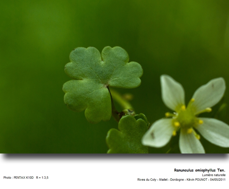 Ranunculus omiophyllus Ten. #22077