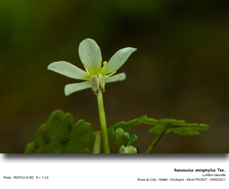 Ranunculus omiophyllus Ten. #22076