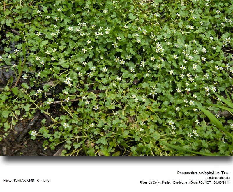 Ranunculus omiophyllus Ten. #22074