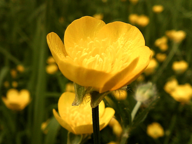 Ranunculus sp #30852