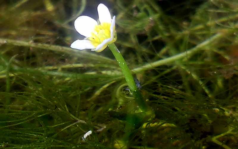 Ranunculus trichophyllus #51891