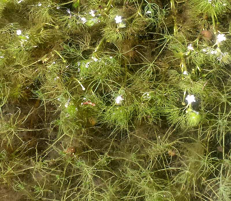 Ranunculus trichophyllus #51890
